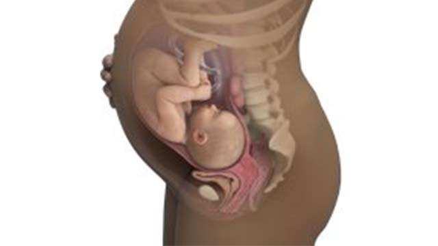 Gebelikte Bebek Boy ve Kilo