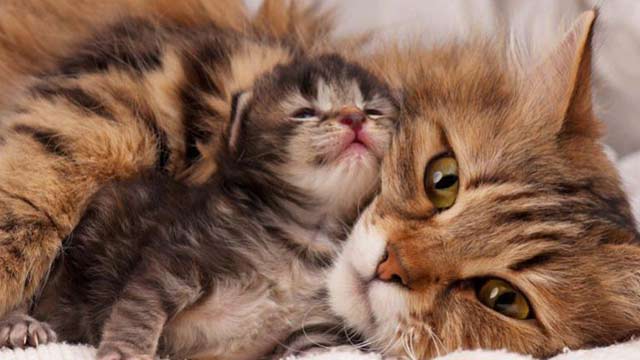 Kedi ve yavrusu