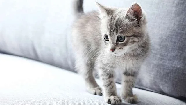 Kedi Yaşı Hesaplama
