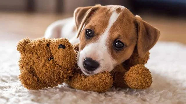 Köpek Yaşı Hesaplama